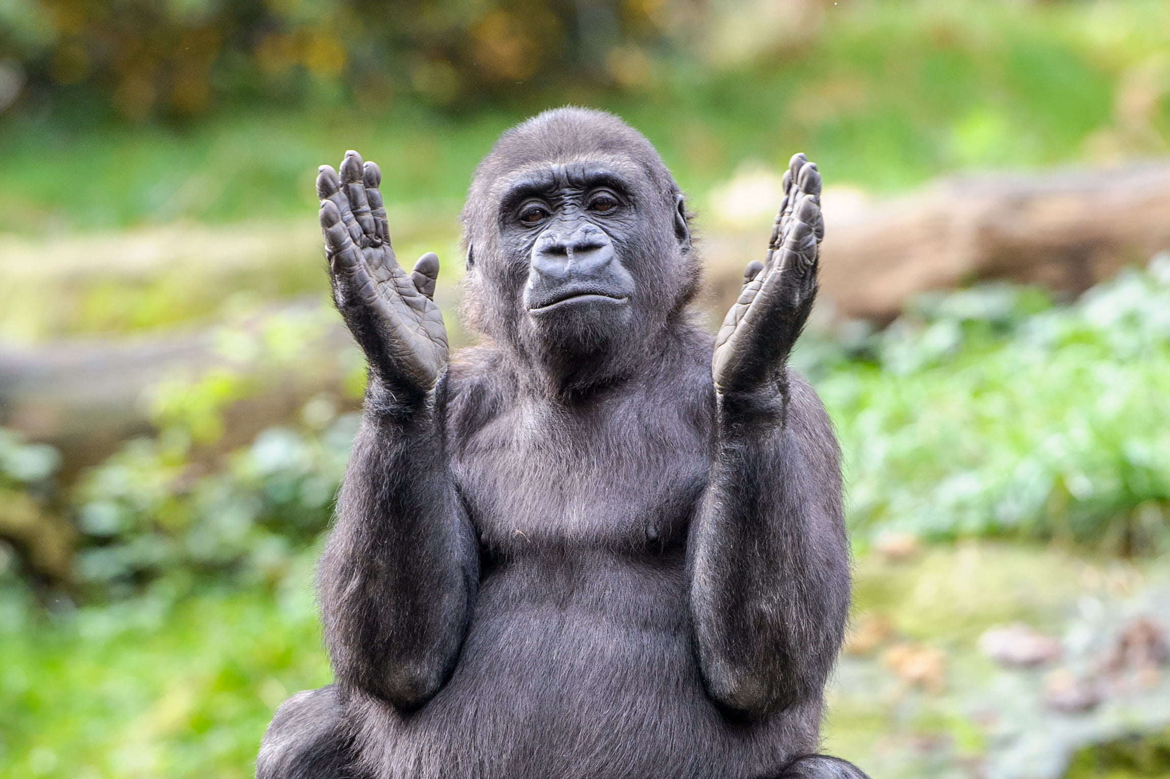 Apenheul-gorilla-klappen